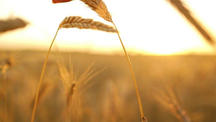 抚摸金色的麦子