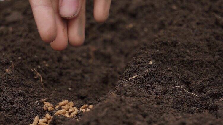 土壤播种特写