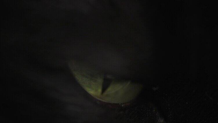 黑猫猫眼瞳孔特写
