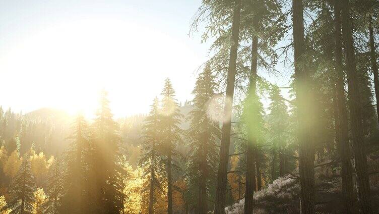 阳光照耀在森林
