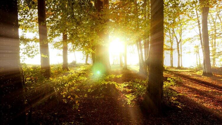 树林阳光 阳光穿过树林