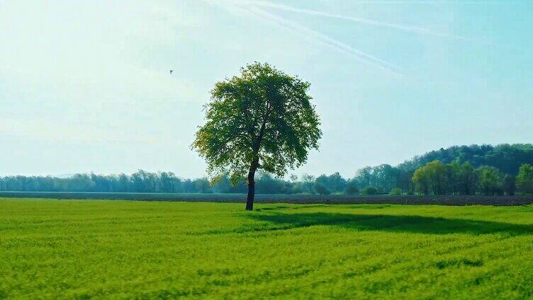 绿色唯美大树
