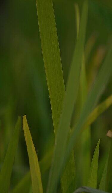 实拍特写青草地