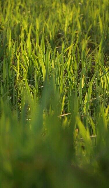 实拍特写青草地