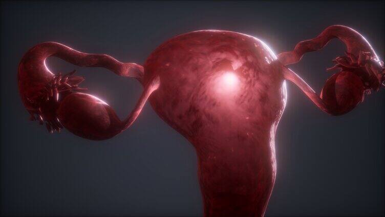 人体器官膀胱