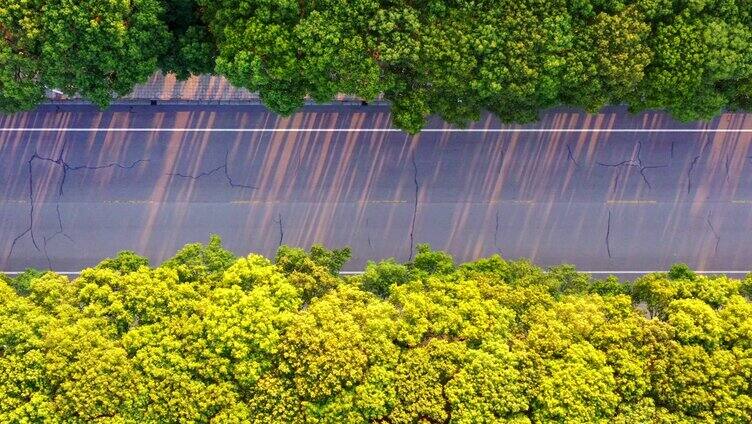 林荫路 路上的风景