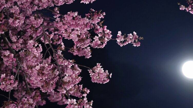 白天和晚上的樱花合集