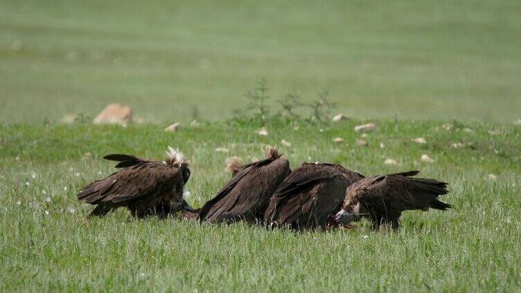草原上的秃鹫