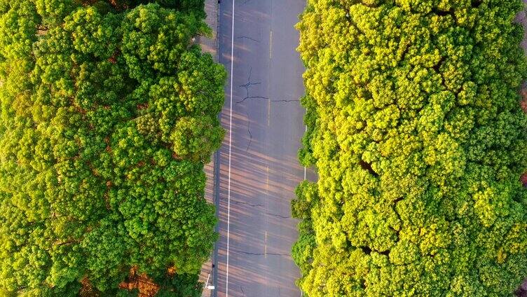 林荫路 行驶在路上