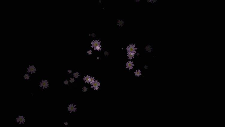 紫色菊花背景小装饰视频