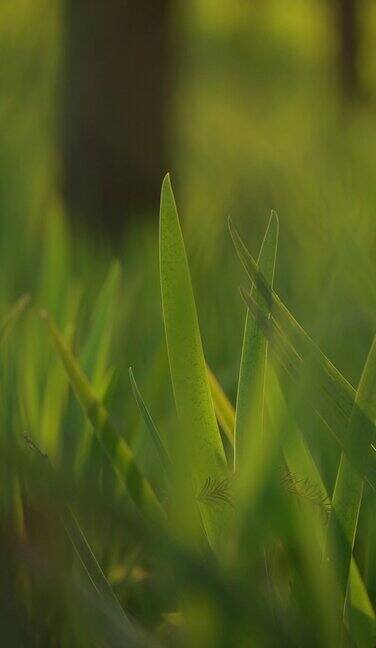 实拍特写青草地