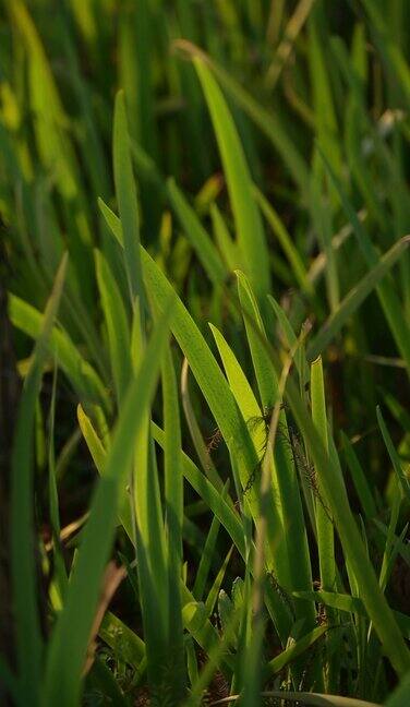 实拍特写青草地