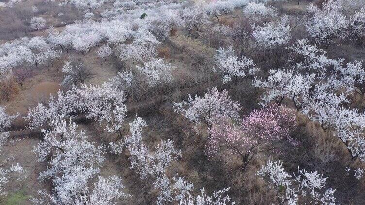 航拍南山杏花沟