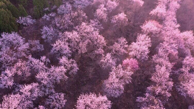 航拍南山杏花沟