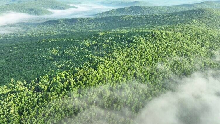 航拍云雾缭绕的绿色松林