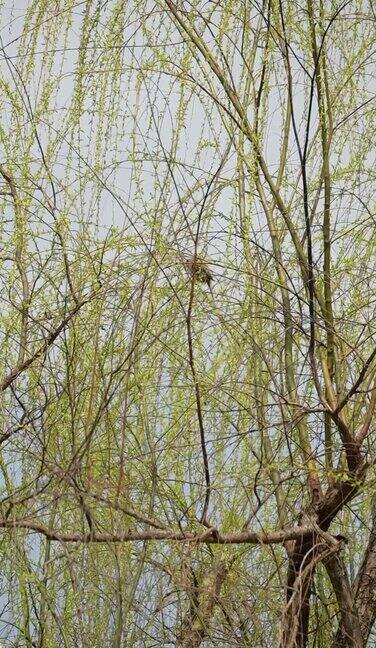 柳树上的小鸟