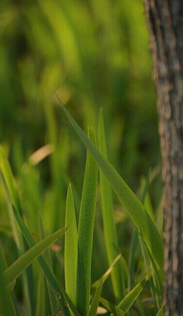 实拍特写青草地