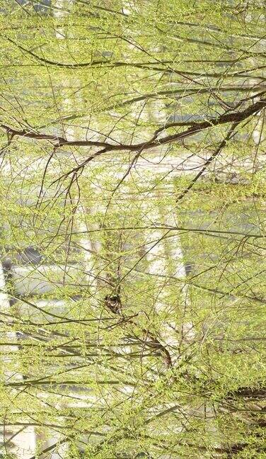 竖屏柳树上的小鸟