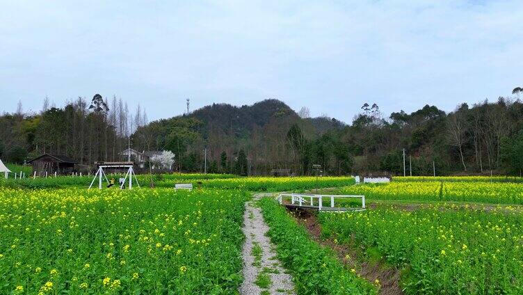 崇州油菜花道明村