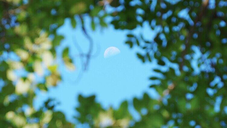 透过树叶看白天的月亮