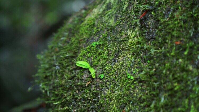 雨林森林枯木树木石头寄生苔藓