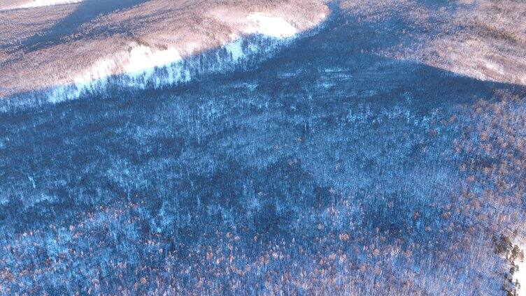 鸟瞰冰雪覆盖的冻土森林 