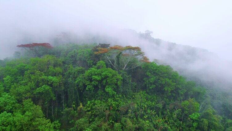 热带雨林云雾缭绕