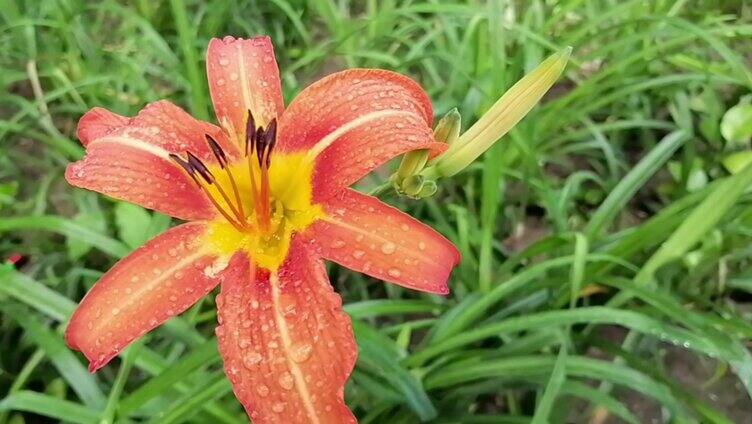 雨后的萱草花 黄花菜 金针菜