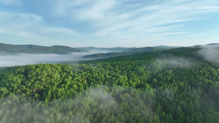 云雾缭绕的绿色山林