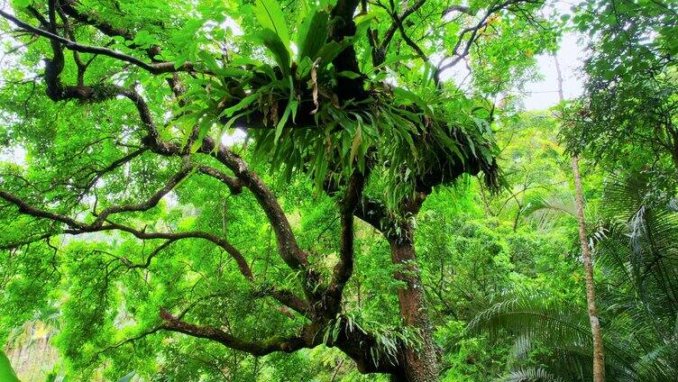 热带雨林大树寄生植物