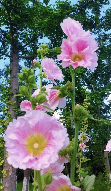 美丽的粉色花