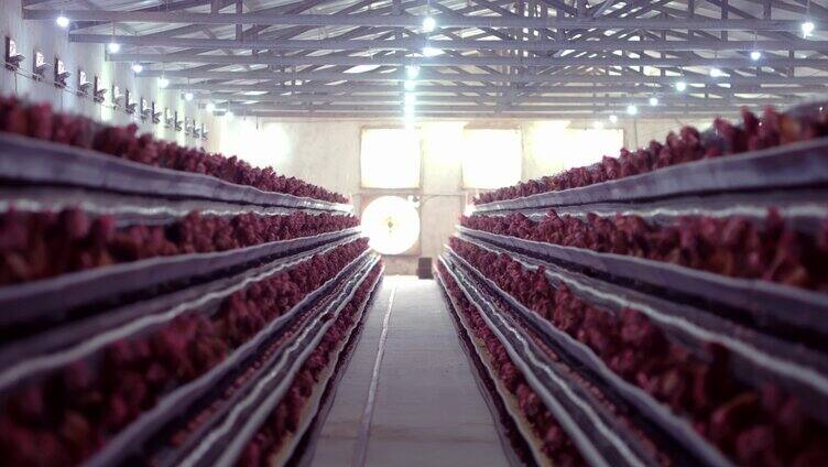 农村规划养鸡厂