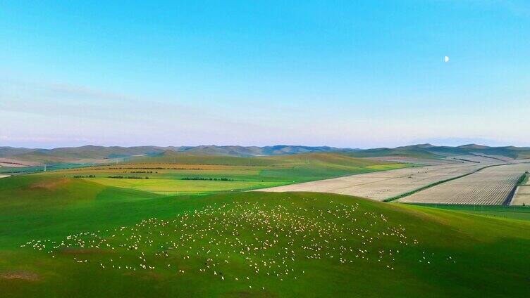 呼伦贝尔暮色草原牧场羊群