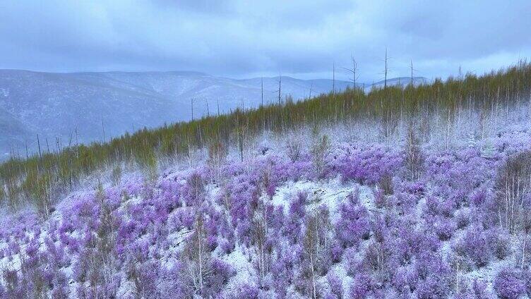 航拍大兴安岭杜鹃花春雪绽放