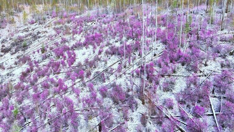 航拍大兴安岭杜鹃花春雪绽放