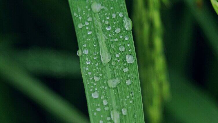 水稻稻穗叶子水珠特写