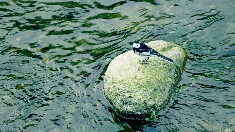 湿地公园白鹭鸟