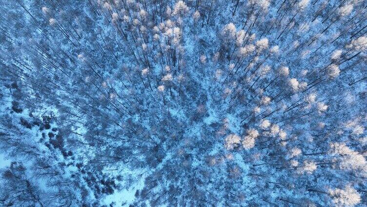 蓝色雪原松林红树梢航拍