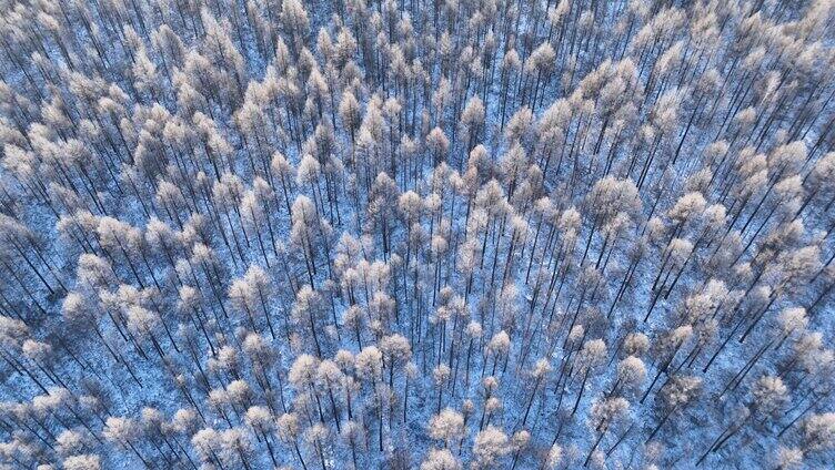 蓝色雪原松林红树梢航拍