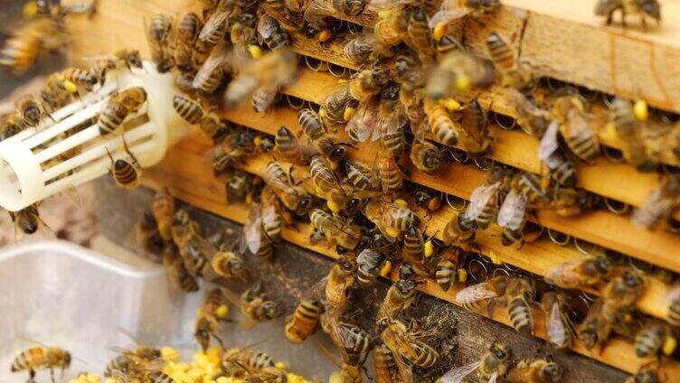 蜜蜂归巢养蜂蜜蜂养殖