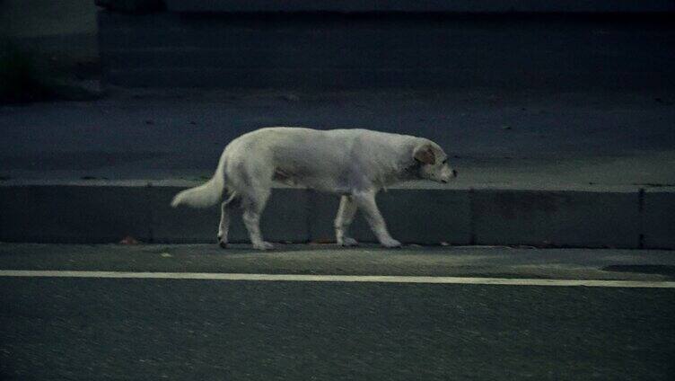 街道流浪猫狗 