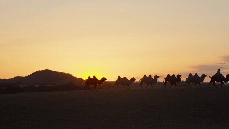 夕阳下的骆驼队