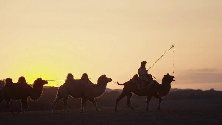 夕阳下的骆驼队