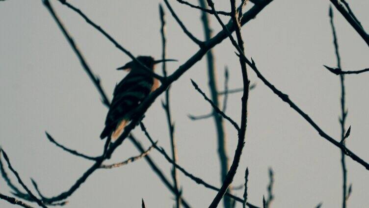 树枝上的啄木鸟画眉鸟4K