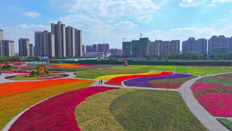 航拍枣庄市中最美的浪漫花海