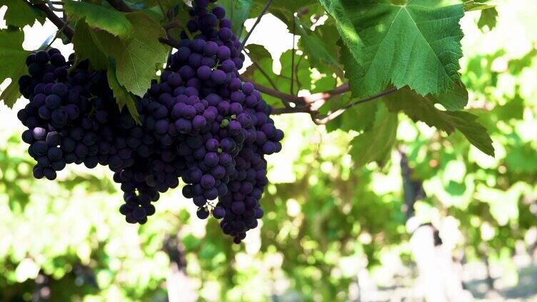 葡萄园新鲜的葡萄种植