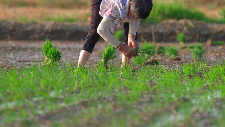 农民插秧水稻