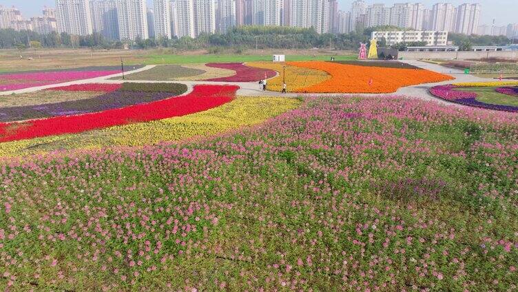 航拍枣庄市中最美的浪漫花海