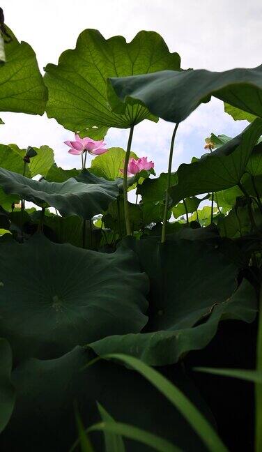 夏日荷花升格慢动作