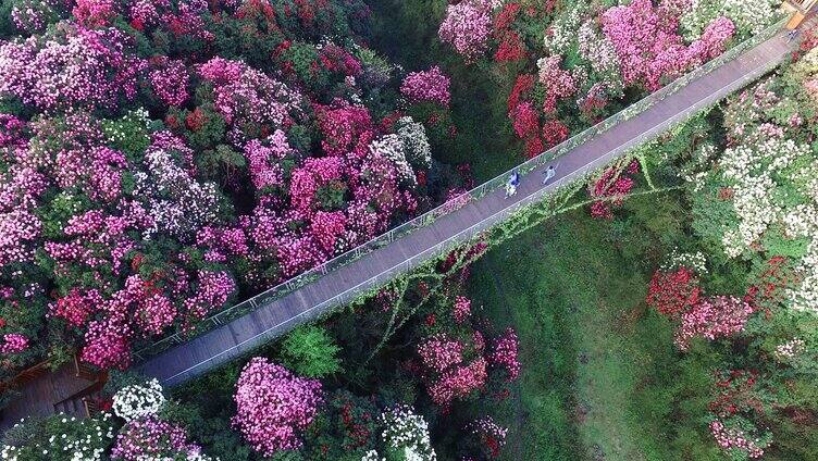 百里杜鹃杜鹃花开合